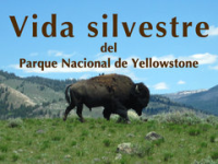 Vida_silvestre_del_Parque_Nacional_de_Yellowstone